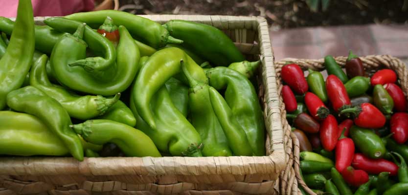 Green Chiles of Summer / Heirloom Farmers Markets